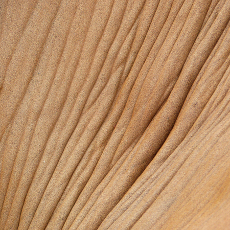 cow skin textureの写真素材