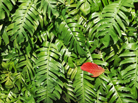 leaves green ( palm leaf )