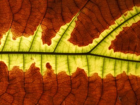 leaf texture ( teak leaf )