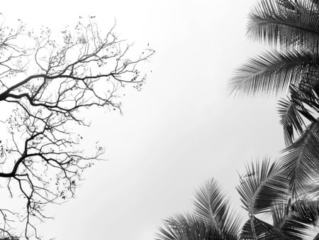 black and white tree on white backgroundの写真素材