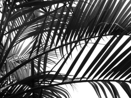 beautiful palms leaf on white backgroundの写真素材