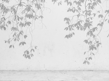 shadow of the leaves on a white wallの写真素材