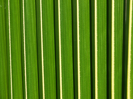 Lines and textures of Green Palm leaves