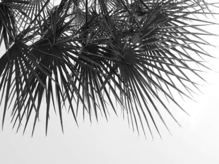 beautiful palms leaf on white backgroundの写真素材