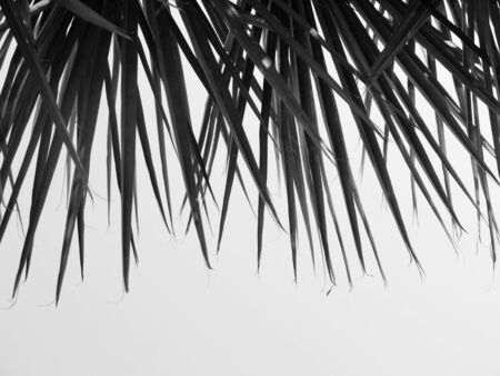 beautiful palms leaf on white backgroundの写真素材