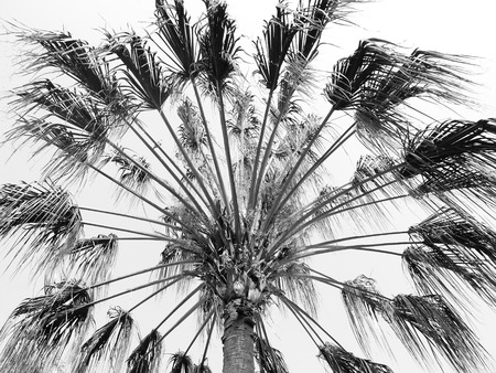 palm tree black and whiteの写真素材