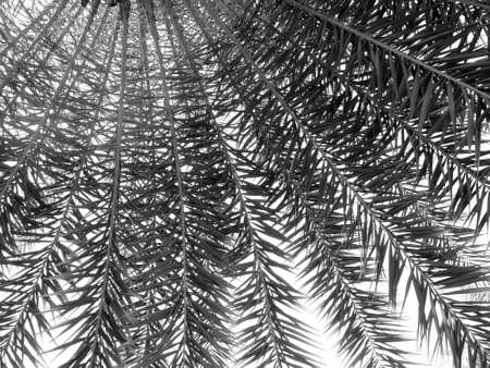 beautiful palms leaf on white backgroundの写真素材