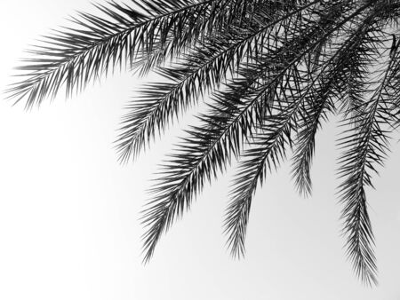 beautiful palms leaf on white backgroundの写真素材