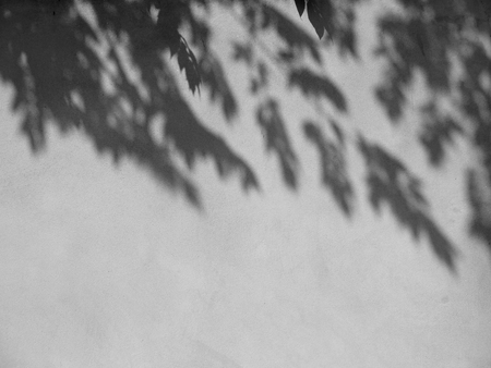 shadow of the leaves on a white wall