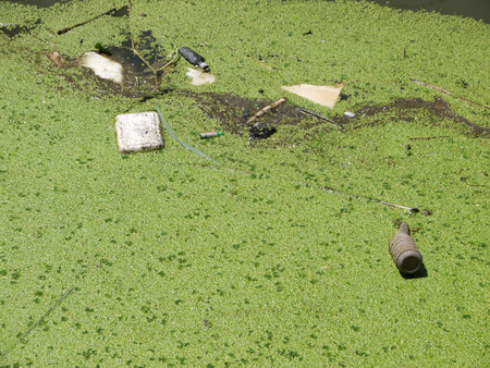 dirty water with duckweedの写真素材