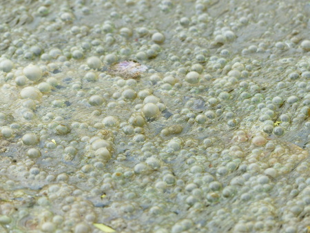 sewage water texture with bubble