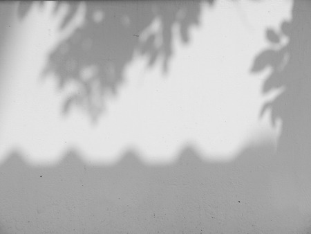 shadow of the leaves on a white wallの写真素材