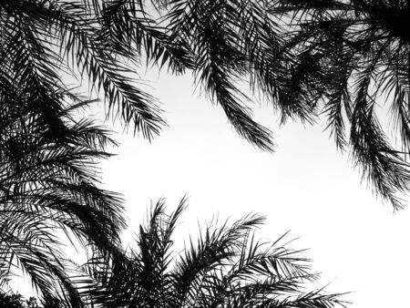 beautiful palms leaf on white backgroundの写真素材