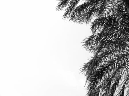 beautiful palms leaf on white backgroundの写真素材