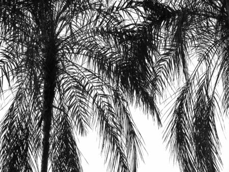 black and white palm tree Silhouetteの写真素材