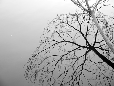 tree with reflection in waterの写真素材