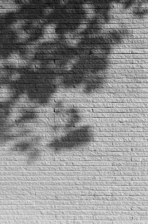 tree shadow on sandstone wall as backgroundの写真素材