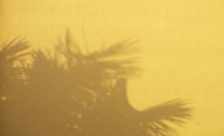 shadow of palm leaf on yellow canvasの写真素材