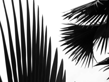 beautiful palms leaf on white backgroundの写真素材