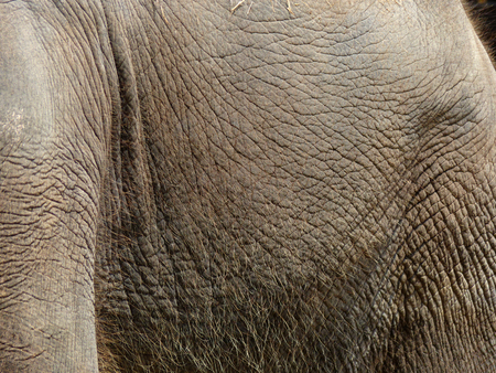 Elephant skin textureの写真素材