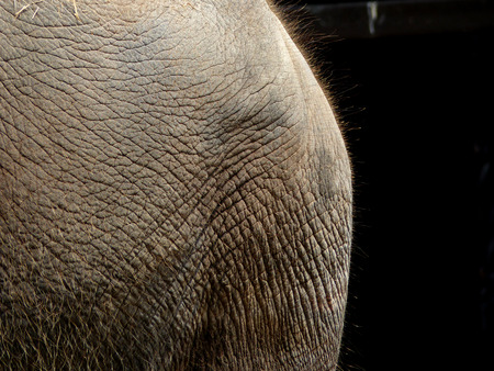 Elephant skin textureの写真素材
