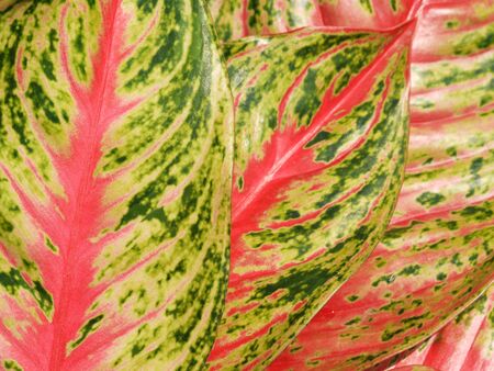 caladium leaf texture