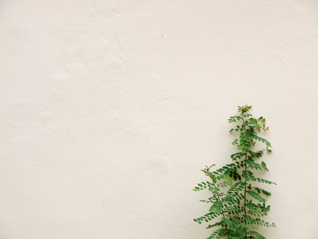 concrete wall with plantの写真素材