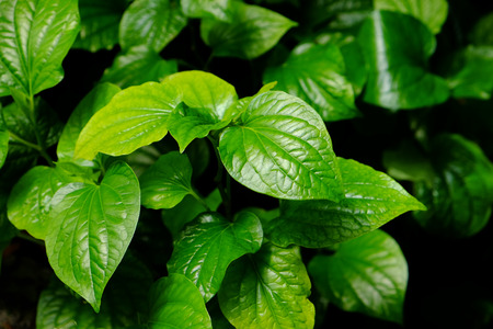 Material. Thai medicinal plants.(Piper sarmentosum Roxb.)