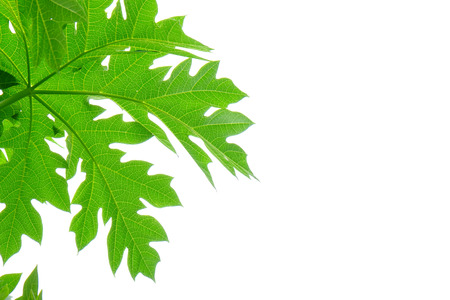 papaya leaf on white backgroundの写真素材