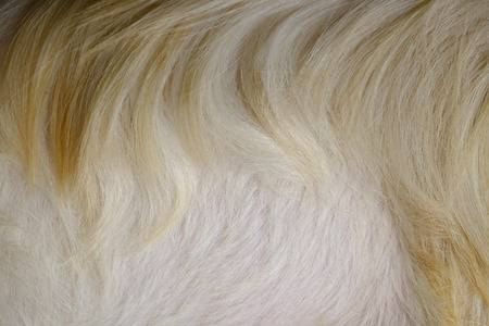 macro white goat hairの写真素材