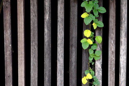 ivy on wood fence backgroundの写真素材