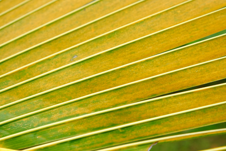 palm leaf patternの写真素材