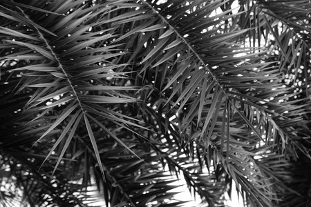 black and white palm leafの写真素材