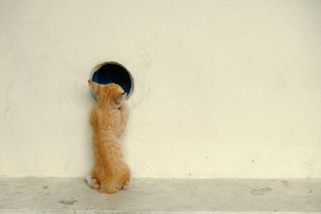 cat street floor with floor and wallの写真素材