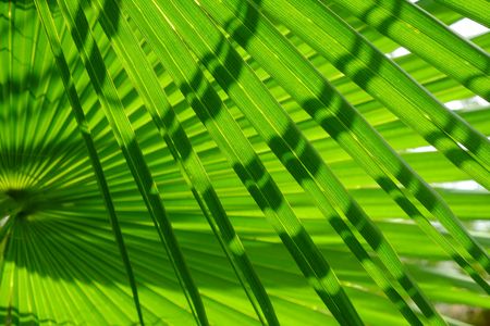 beautiful palm leaves of tree in sunlight