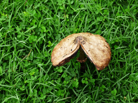 Mushroom in the grassの写真素材