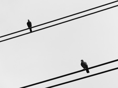 Bird on a wire silhouetteの写真素材