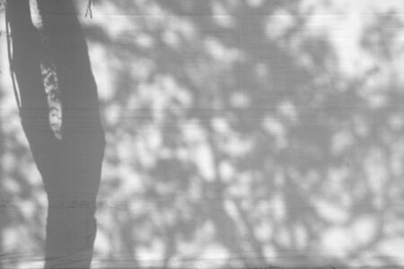 Shadow tree on canvas