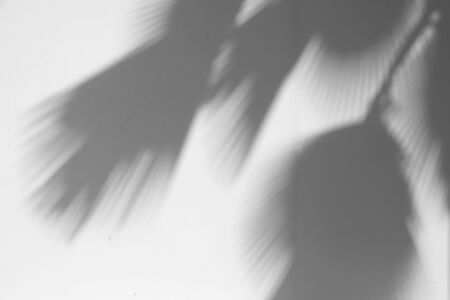 shadow of the leaves on a white wall