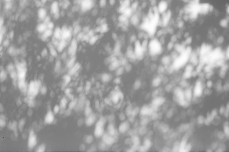 shadow of the leaves on a white wall
