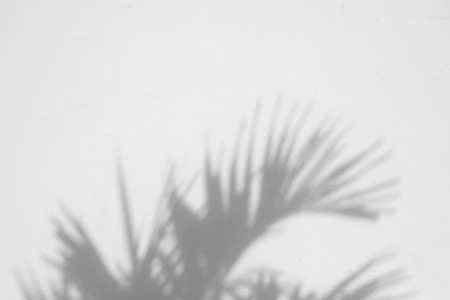 shadow of the leaves on a white wallの写真素材