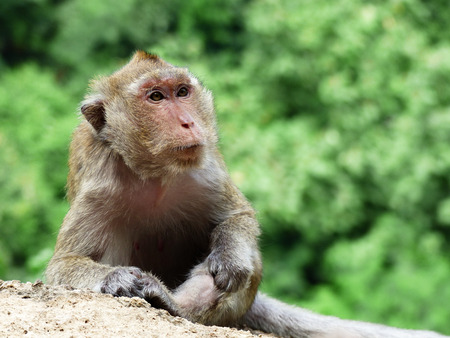Monkey in front of cave