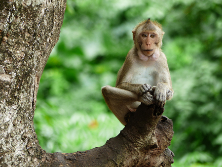 Monkey is sitting on the tree, Macaque monkey, Thailand