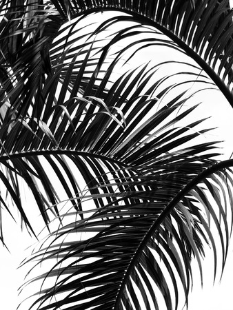 beautiful palms leaf on white backgroundの写真素材