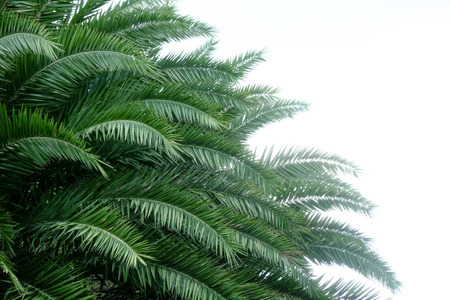 Leaves of palm tree isolated on white backgroundの写真素材