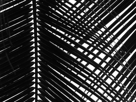 beautiful palms leaf on white backgroundの写真素材