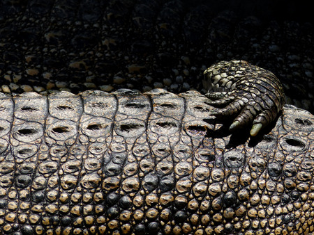 Crocodile skin textureの写真素材