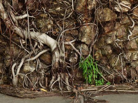 root tree on stone wallの写真素材