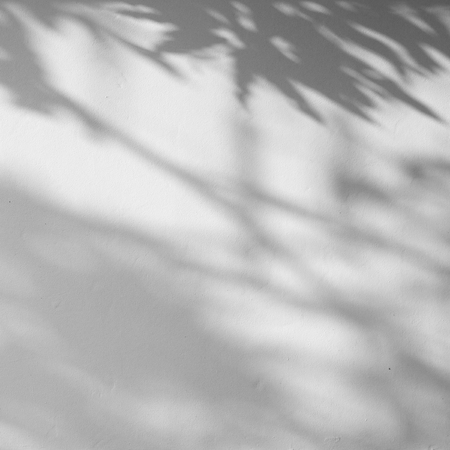 shadow of the leaves on a white wall