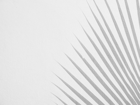 Palm leaf shadows on a white wallの写真素材